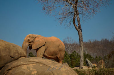 Horse on branch against clear sky