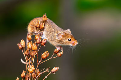 Curious cute harvest mouse, micromys minutus