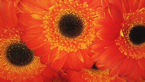 Close-up of orange flowers