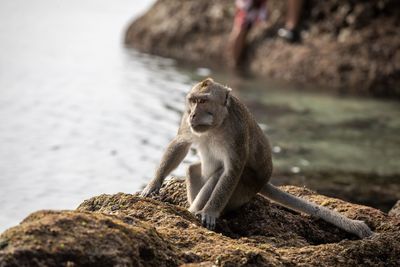 Monkey sitting on rock