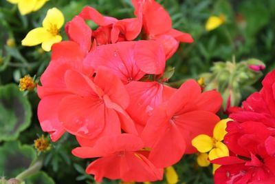 flowering plant