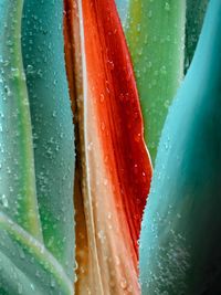 Close-up of water drops on leaf