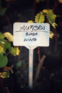 Close-up of information sign on plant