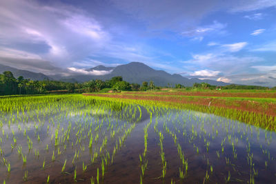 Scenic view of field against sky