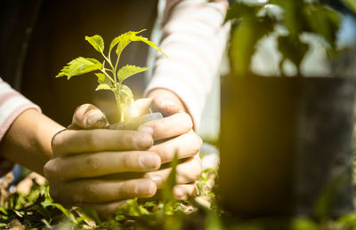 Close-up of hand holding leaves