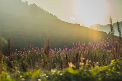 Scenic view of flowering plants on field against sky