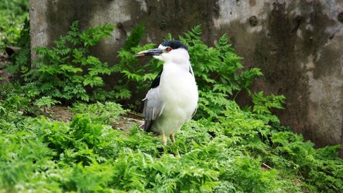 Bird perching on a tree