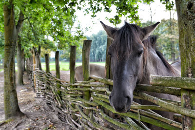 View of a horse