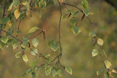 Close-up of leaves on twig