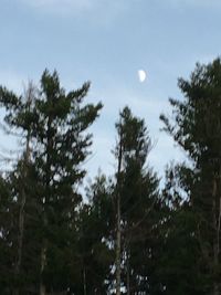 Low angle view of trees against clear sky