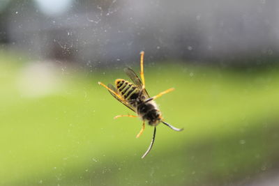 Close-up of insect on leaf