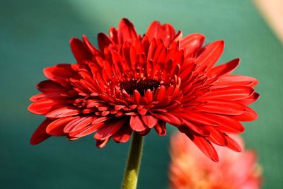 Close-up of red flower