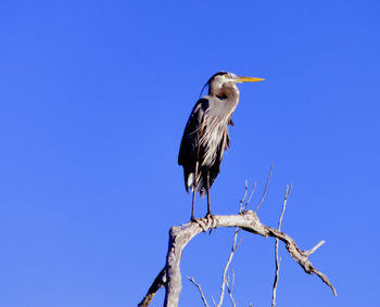 Low angle view of gray heron perching on branch against clear blue sky