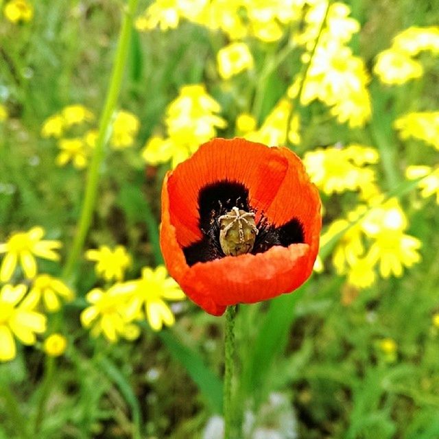 flower, growth, freshness, beauty in nature, orange color, fragility, red, focus on foreground, plant, nature, petal, close-up, flower head, field, blooming, poppy, green color, day, yellow, no people