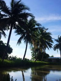 Palm trees by lake against sky