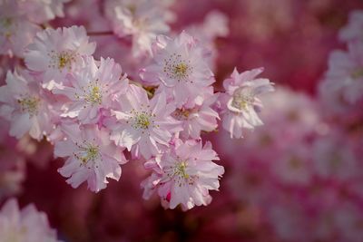 Close-up of pink flowers on tree