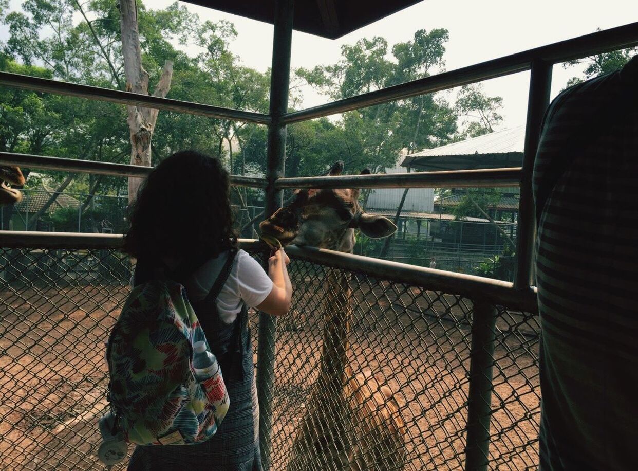 REAR VIEW OF WOMAN LOOKING THROUGH WINDOW IN ZOO