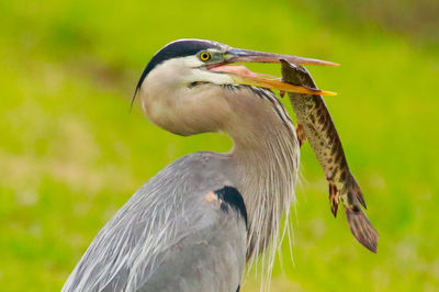 Close-up of a bird