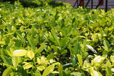 Close-up of flowering plants and leaves on field