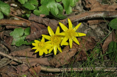 High angle view of yellow flowering plant leaves on field