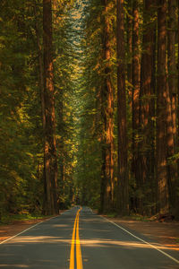 Road amidst trees in forest