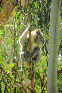 Close-up of squirrel hanging on tree