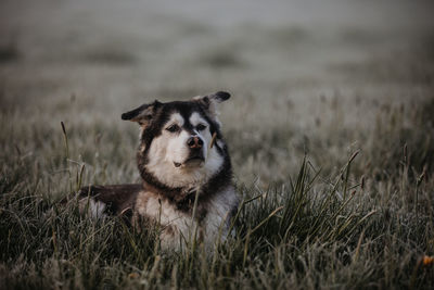 Portrait of dog running on field