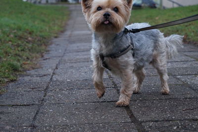 Portrait of dog standing outdoors