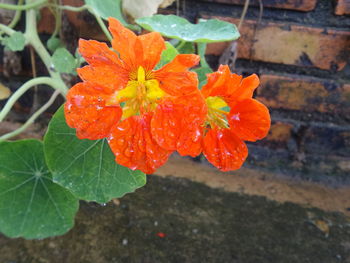 Close-up of flower blooming outdoors