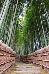 View of bamboo trees