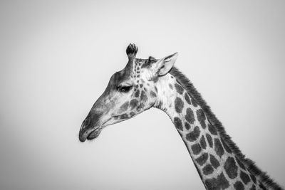 Low angle view of giraffe against clear sky