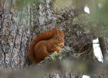 Close-up of squirrel on tree trunk