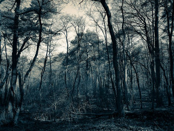 Trees against sky