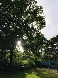 Trees against sky