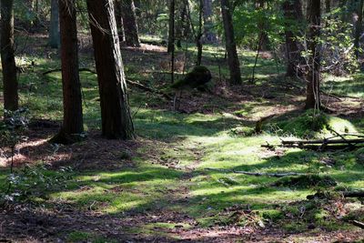 Trees growing in forest