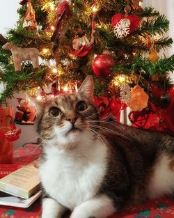 Portrait of cat on christmas tree