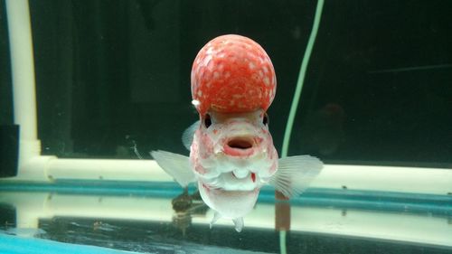 View of fish swimming in aquarium