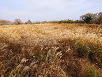 View of wheat field against sky