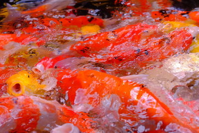 Full frame shot of koi carps swimming in pond