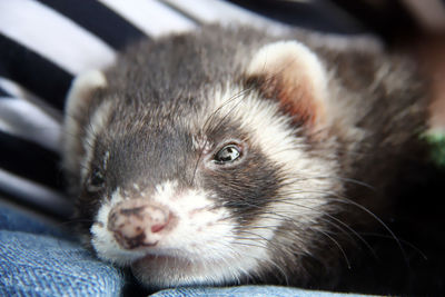 Close-up portrait of a domestic ferret resting on the knees of its owner. moscow, russia