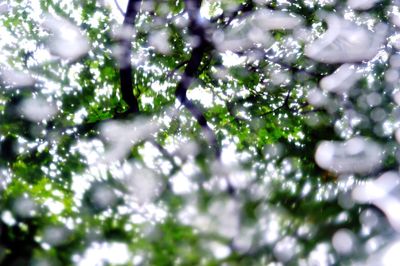 Close-up of plant against blurred background