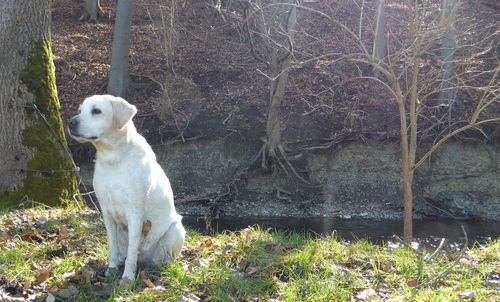 Close-up of dog sitting on grass