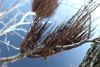 Close-up of frozen plant against sky