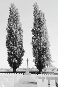 Bare trees against clear sky