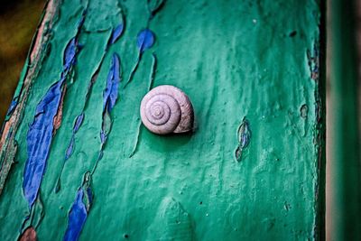 Close-up of snail on tree trunk