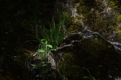 Moss covered rocks in forest