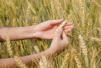 Farmer girl hand holding the ear of barley.