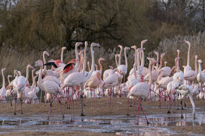 The slimbridge wildfowl and wetlands reserve in gloucestershire, england, uk