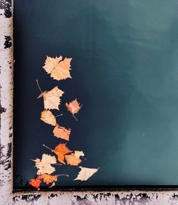 High angle view of maple leaves floating on water