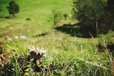 Close-up of grass growing on field